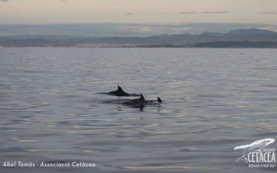 Albiren les primeres balenes de l’any a la costa del Garraf