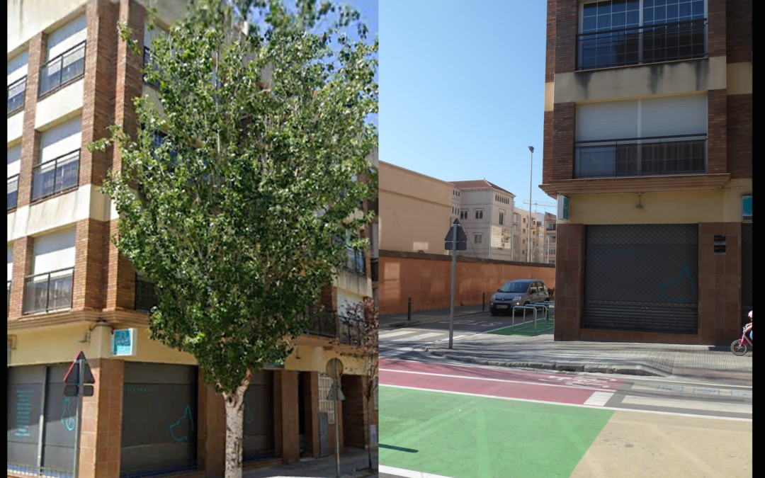 exemple de la destrucció: un gran arbre tallat, el seu escocell formigonat.